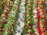 May Day is Lei Day
